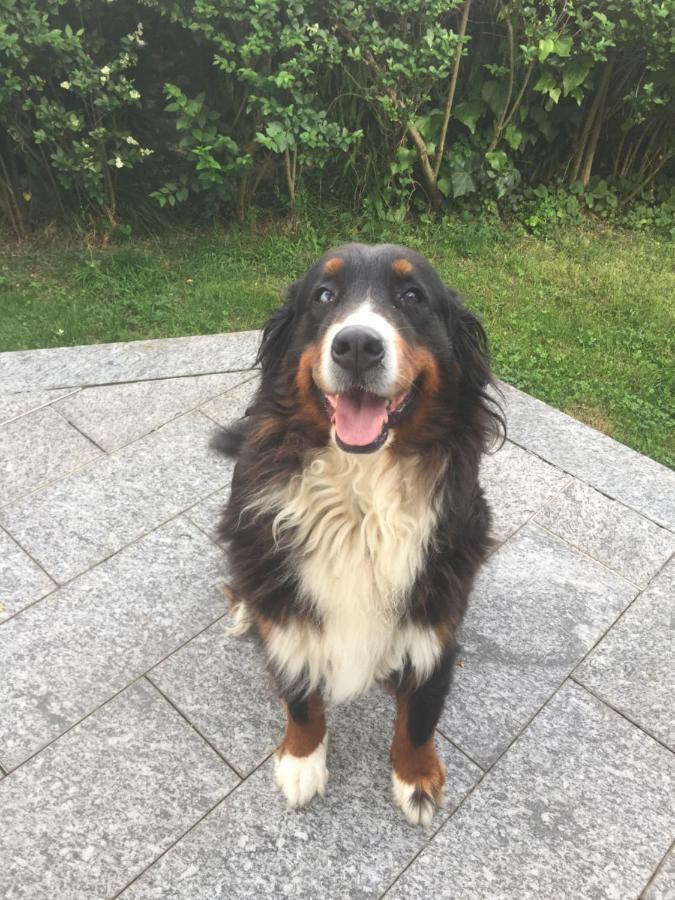 B&B Il Tempo Del Sogno Con Cani E Gatti Pet&Breakfast Baveno Exterior photo